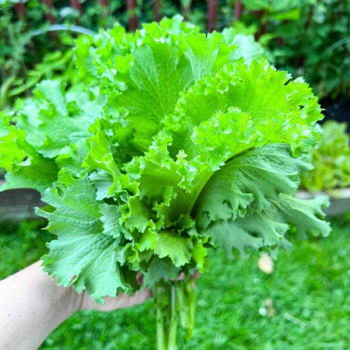 Fresh Mustard Greens for sale in Karachi - Akhtar Sabir Fresh